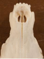 Photo References of Skull